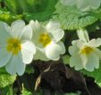 Primrose at Cahir Park