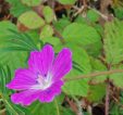 Bloody Cranesbill at Site 2 Attyslany