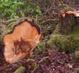 Creating deadwood by felling to recycle non-native horse chestnut