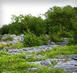Limestone pavement with scattered hazel Site 2. Attyslany