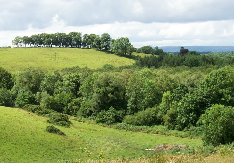 Coillte Woodland Restoration in Ireland