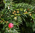 Priority Woodland Types - Yew Priority Woodland Types - Yew